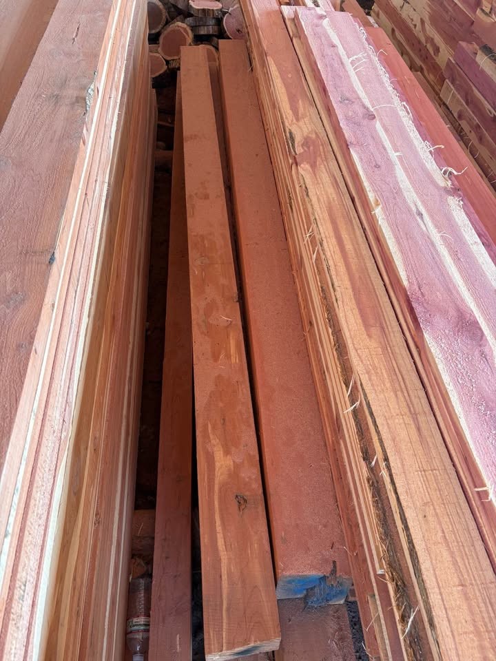 Eastern red cedar - Image 6