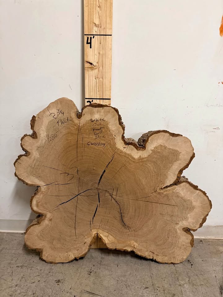 Hundreds of kiln dried & flattened wood slices - Image 1