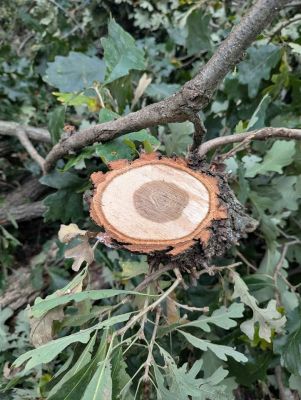 FRESH CUT OAK WOOD