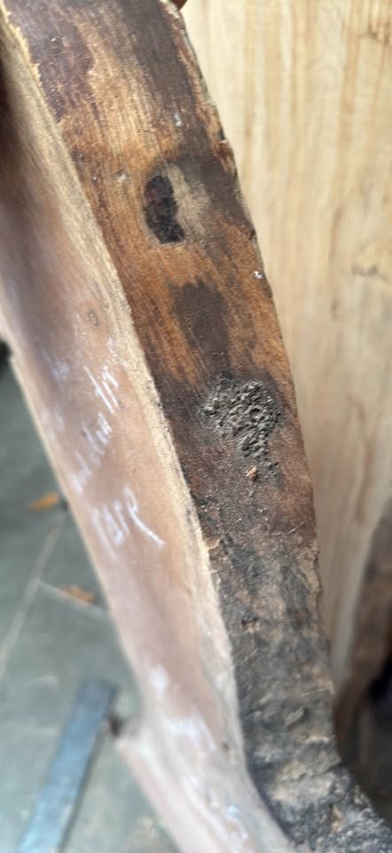 Cuban Mahogany Live Edge Crotch Slab – Unique Y/Fork Shape - Image 4