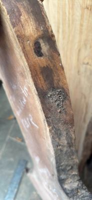 Cuban Mahogany Live Edge Crotch Slab – Unique Y/Fork Shape