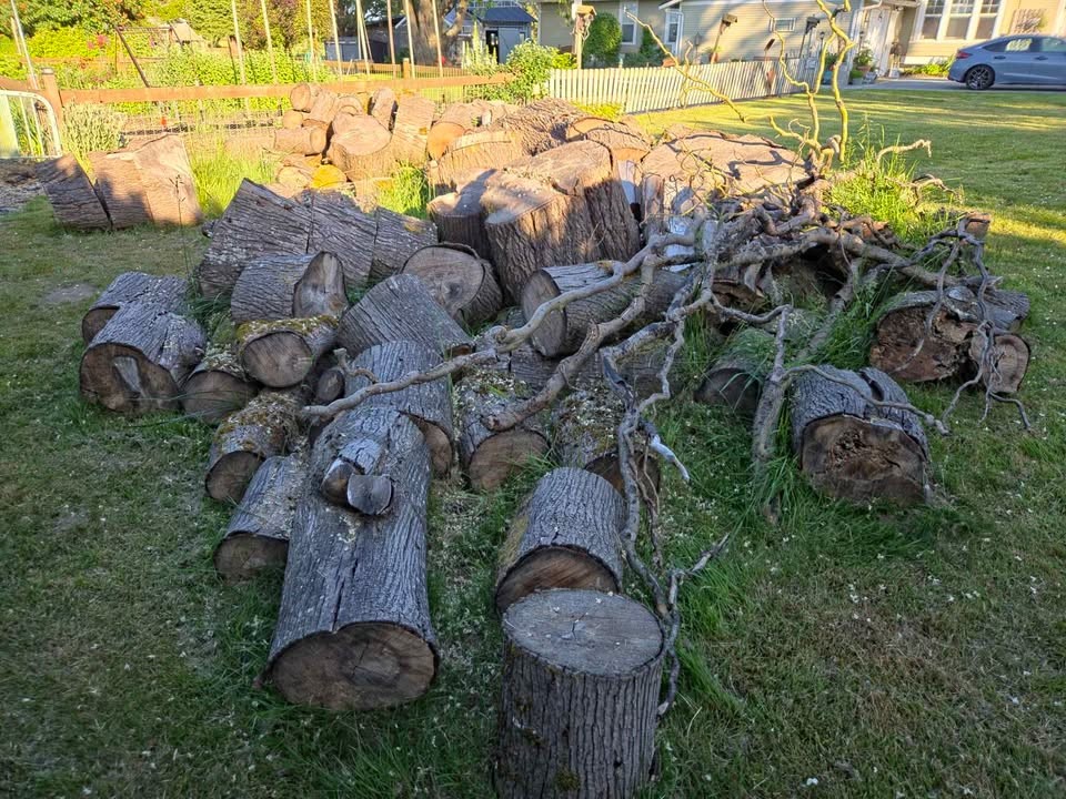 Huge Pile of Maple Rounds (Up to 48”) – TAKE ALL ONLY (Sale or Trade for Lawn Care) - Image 7