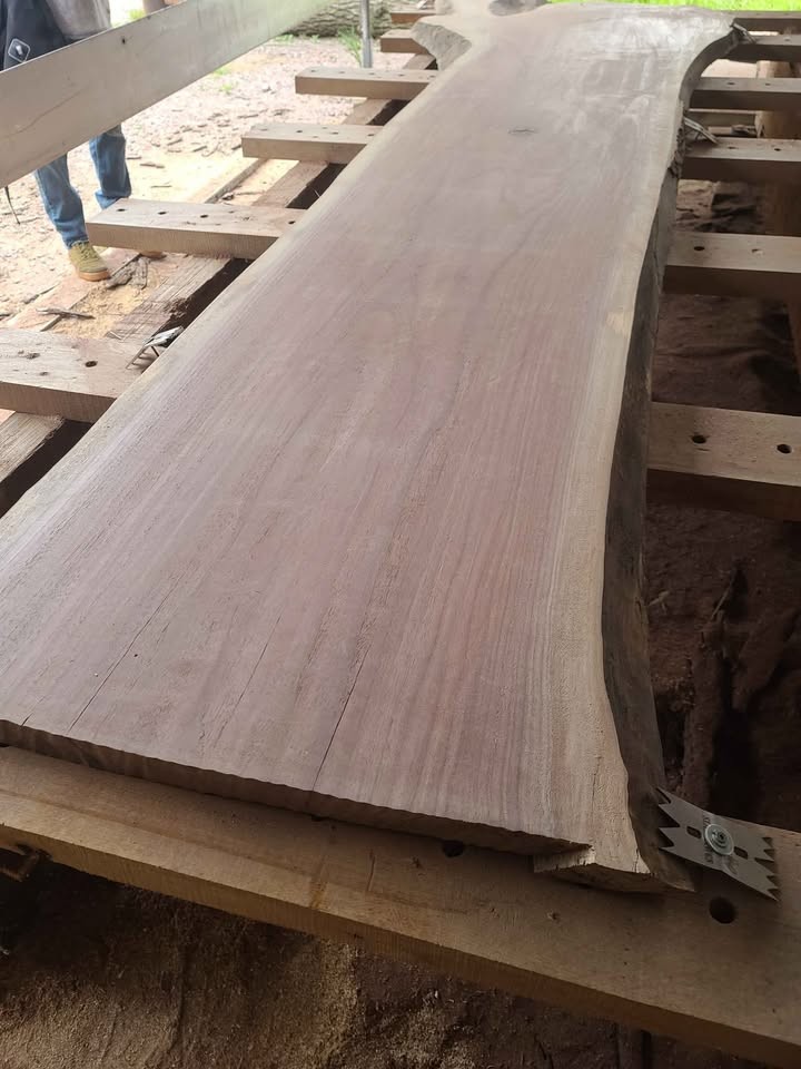 Giant Walnut Slabs - Image 5
