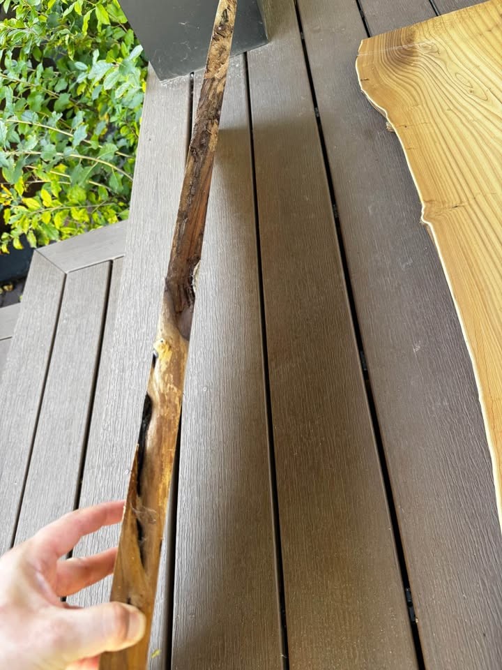 Live Edge Wood Slabs - Image 3