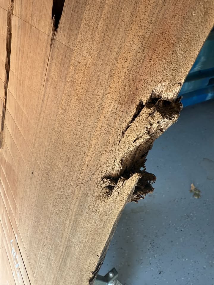 Live Edge Black Walnut Slab - Hit By Lightning - 2 1/2" thick x 46 1/2" long - Image 7