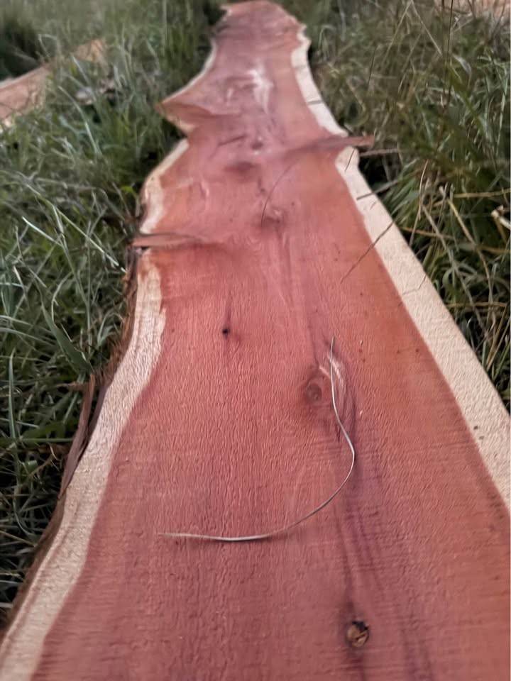 Live Edge Cedar Wood Slabs - Image 6