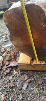 Alder crotch wood spalted figured  huge  beautiful piece !￼