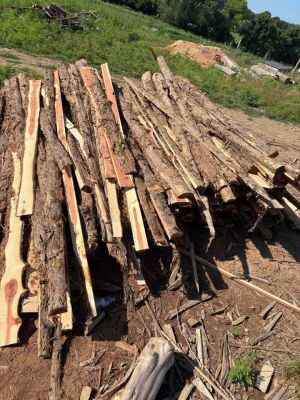 Eastern red cedar
