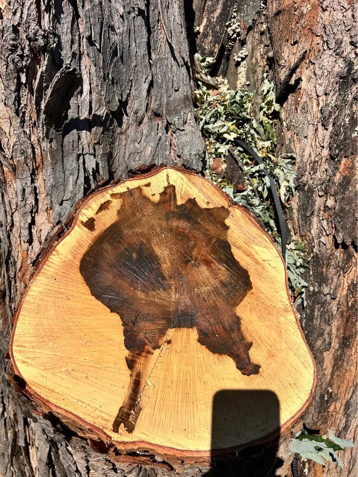 Spalted Maple slabs - Image 8