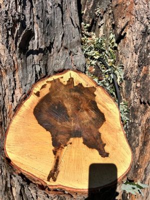 Spalted Maple slabs
