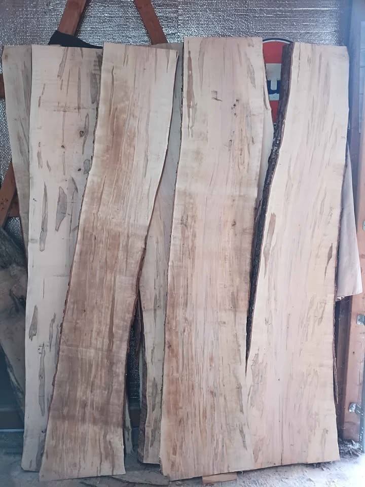 Ambrosia Maple slabs kiln dried - Image 3