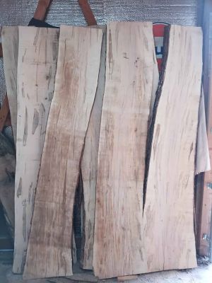 Ambrosia Maple slabs kiln dried
