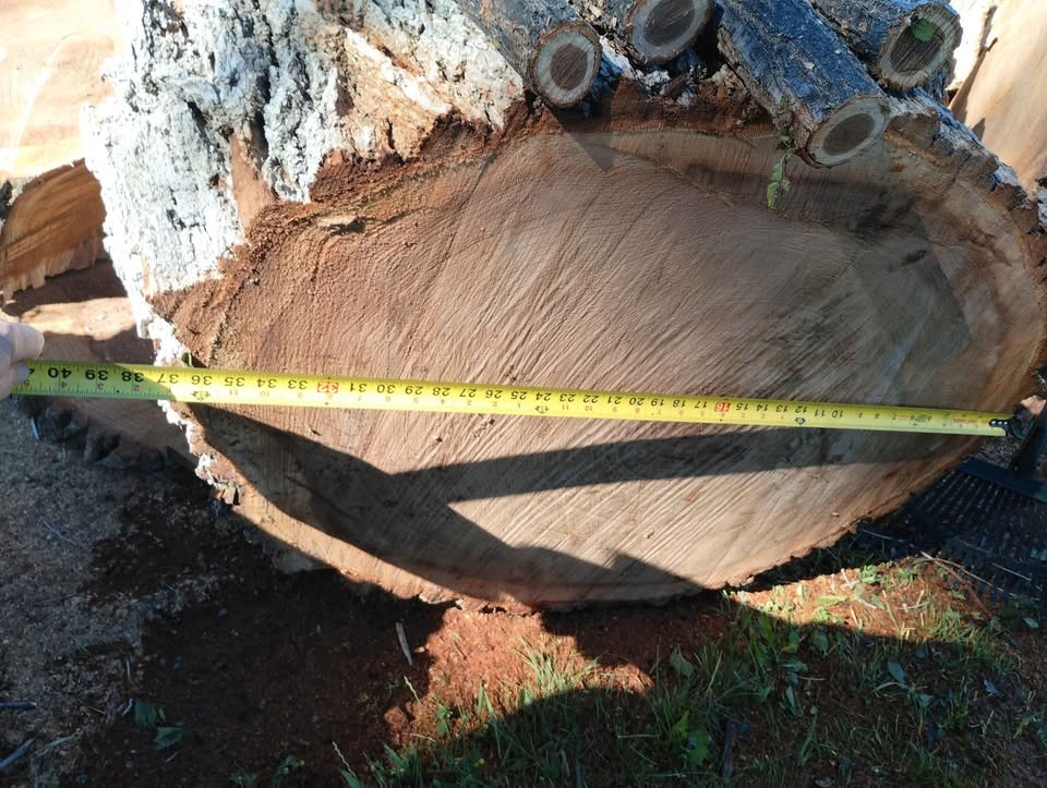 Siberian elm slabs - Image 3