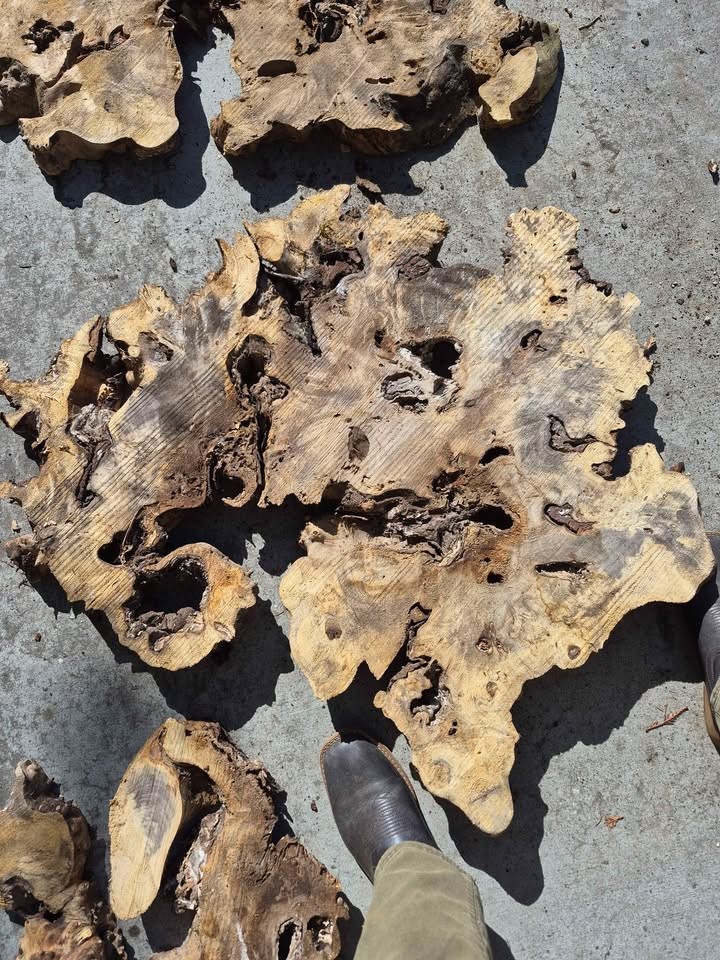 Buckeye Burl Slabs - Image 2