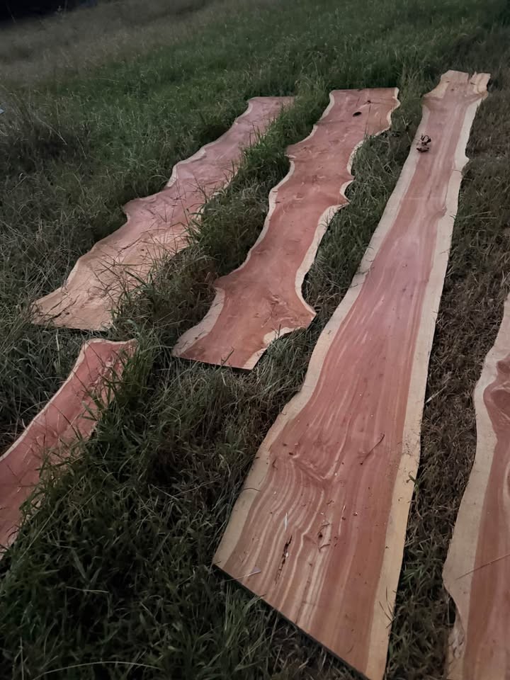 Live Edge Cedar Wood Slabs - Image 2