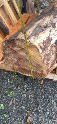 Alder crotch wood spalted figured  huge  beautiful piece !￼