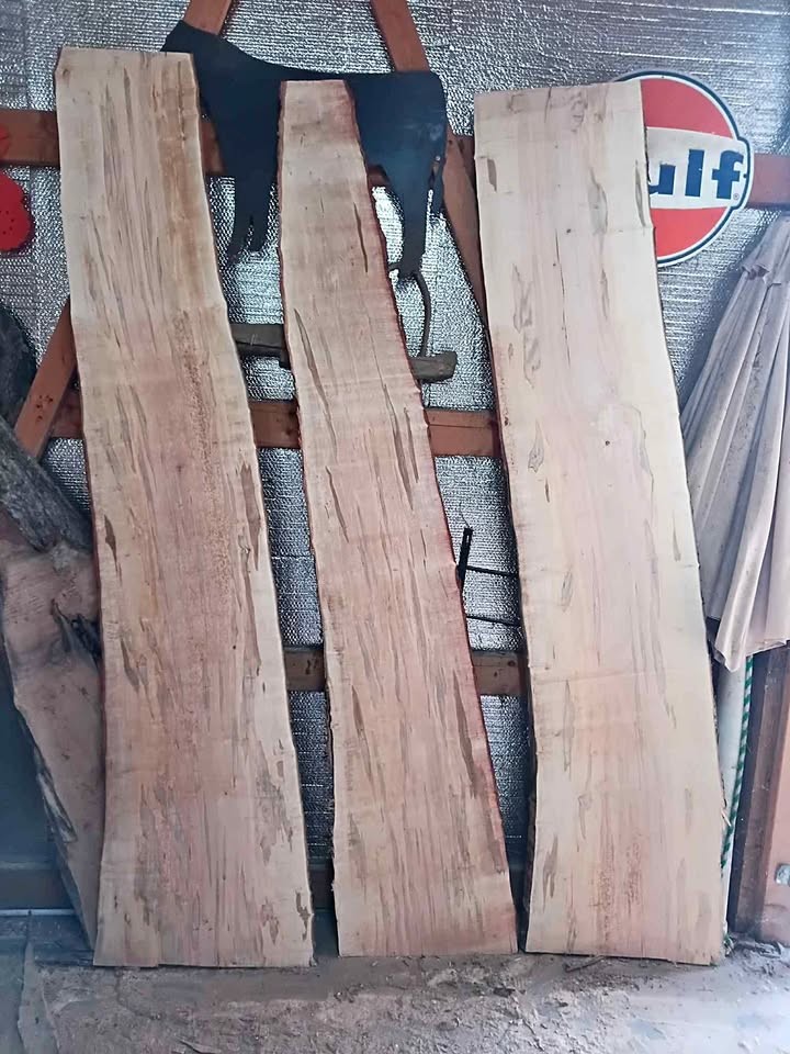 Ambrosia Maple slabs kiln dried - Image 1
