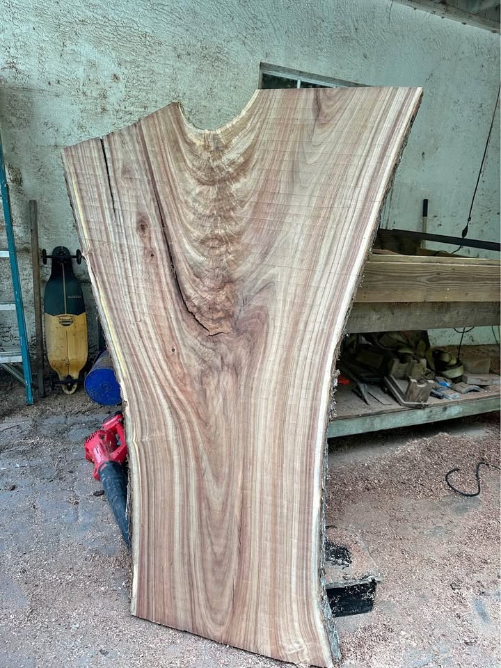 Big Camphor Slab Dried/Flattened - Image 1