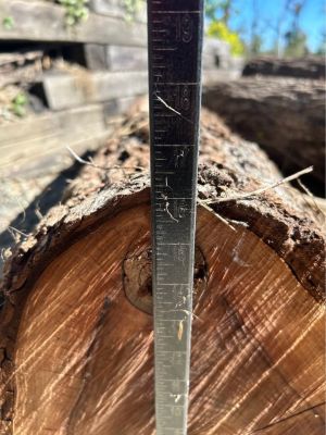 Walnut logs