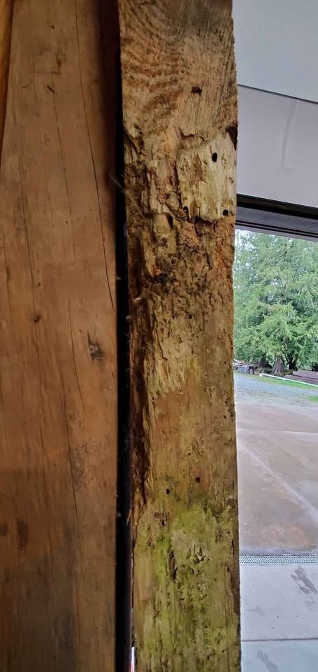 Doug fir live edge slab, kiln dried - Image 4