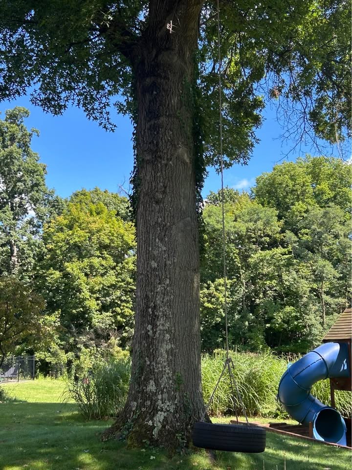 Huge Pin Oak Saw Log - 36” Diameter 
Urban Lumber/ Live Edge - Moon Township - Image 2