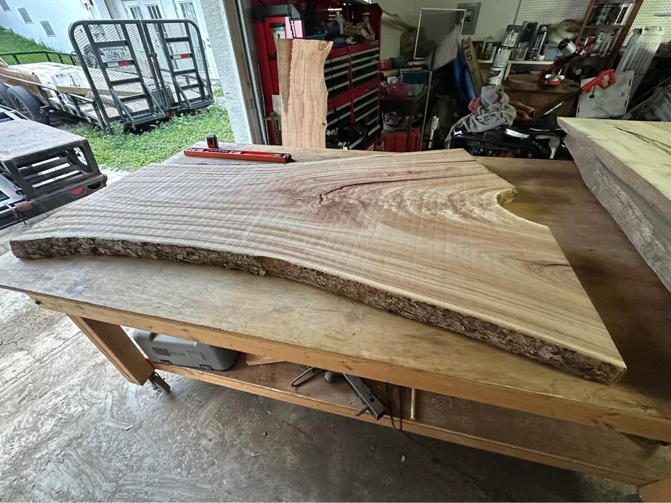 Big Camphor Slab Dried/Flattened - Image 5