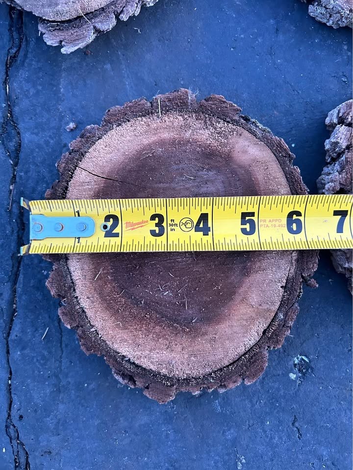 Live Edge Walnut Wood Cookie Rounds $2 each - Image 3