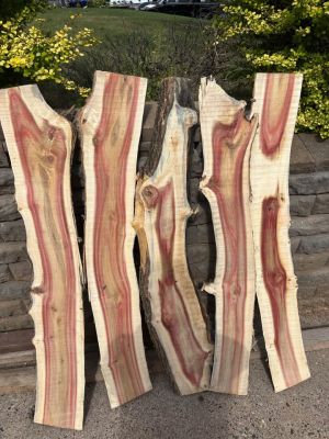 Assorted Live Edge Wood Slices