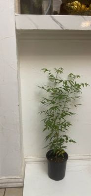Neem