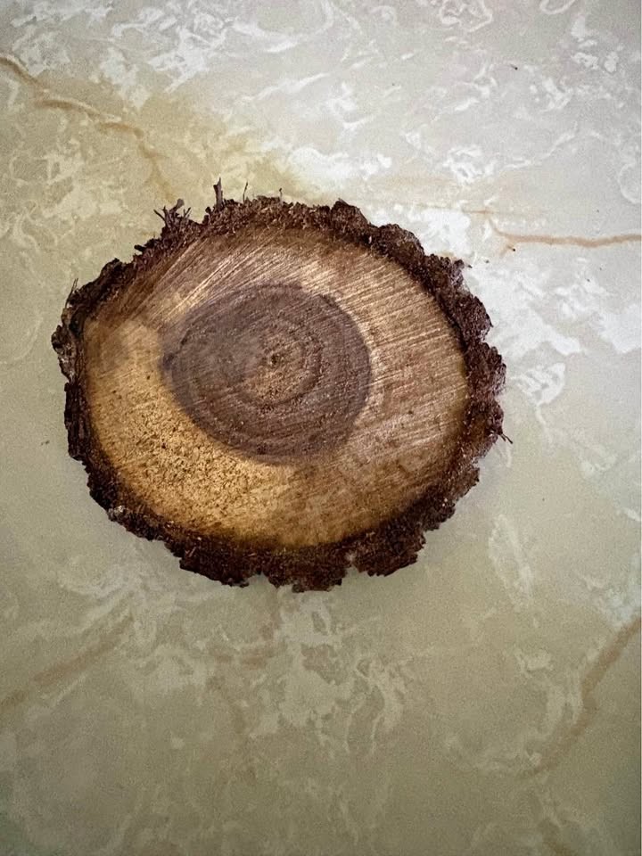 Walnut circles - Image 1