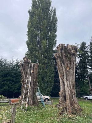 Wood carvers dream
