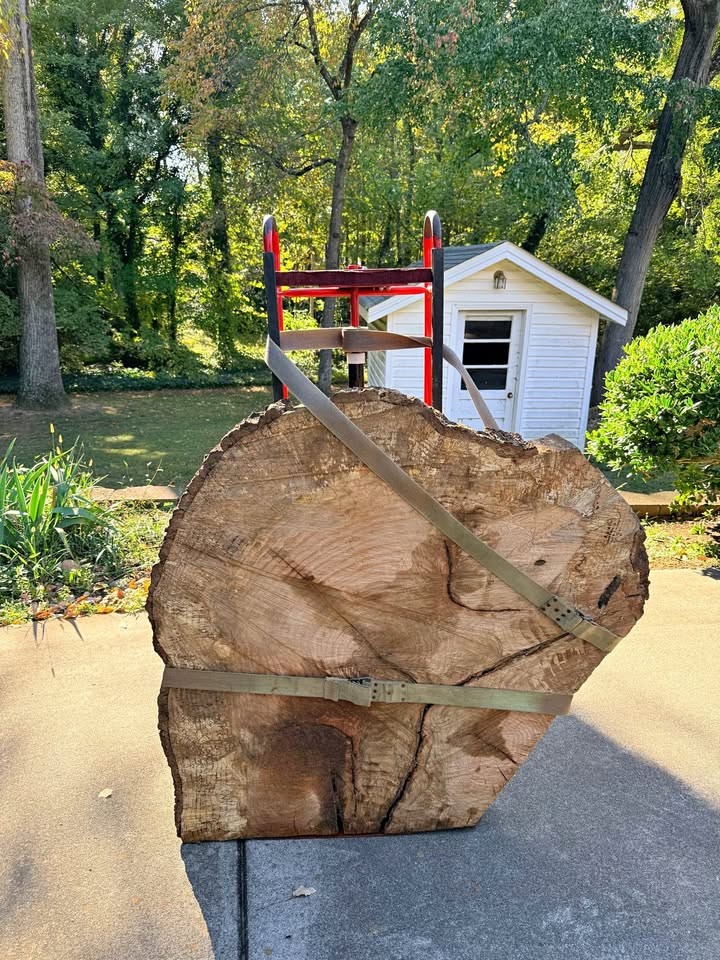 Huge 46" Live Edge Wood Cookie Slab - 4.5" Thick - Image 1