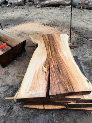 Silver Maple Live Edge Sawmill Slabs