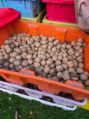 Walnuts