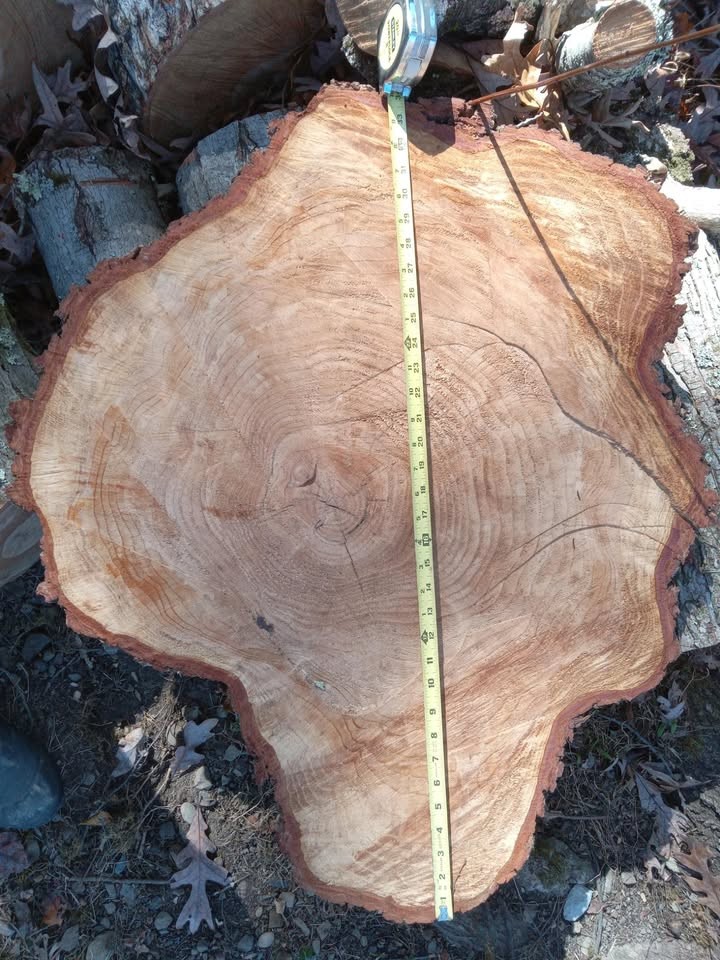 Maple Wood Tree Trunk Logs & a Hemlock Slab - Image 4