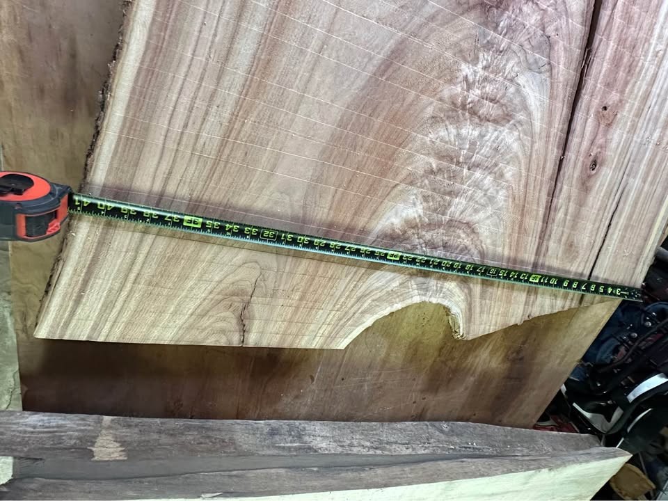 Big Camphor Slab Dried/Flattened - Image 7