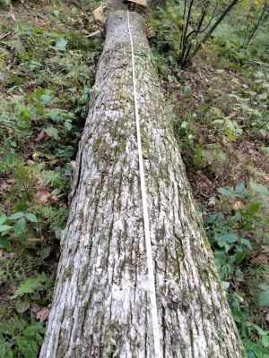 Logs for lumber, live edge slabs, or firewood. Best offer?