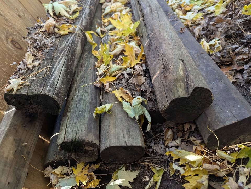 The Great Fall Wood Purge - Image 6