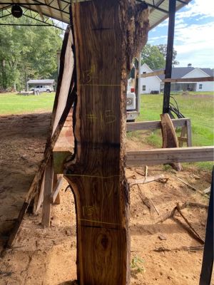 Black Walnut Live Edge Slabs