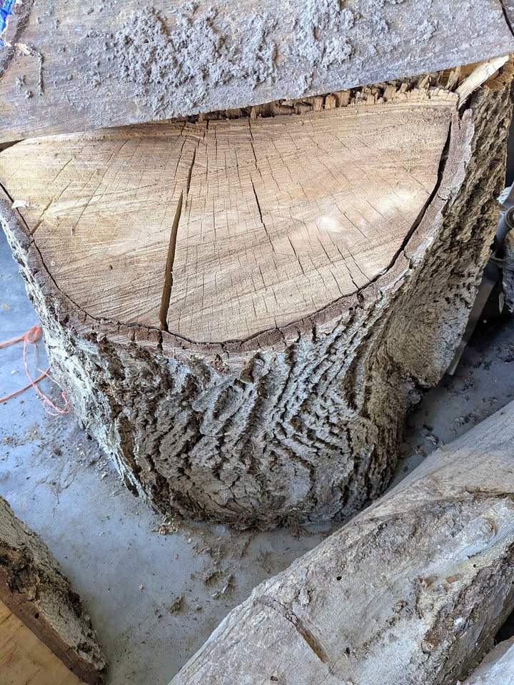 Walnut - Image 1