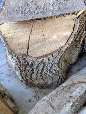 Walnut