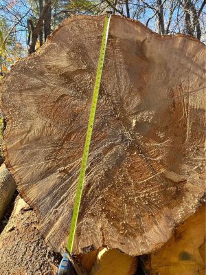 Giant Oak Log for slabs