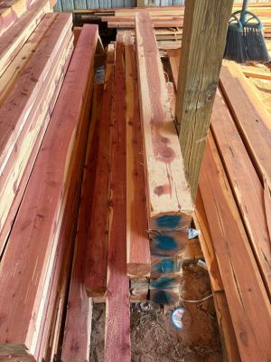 Eastern red cedar