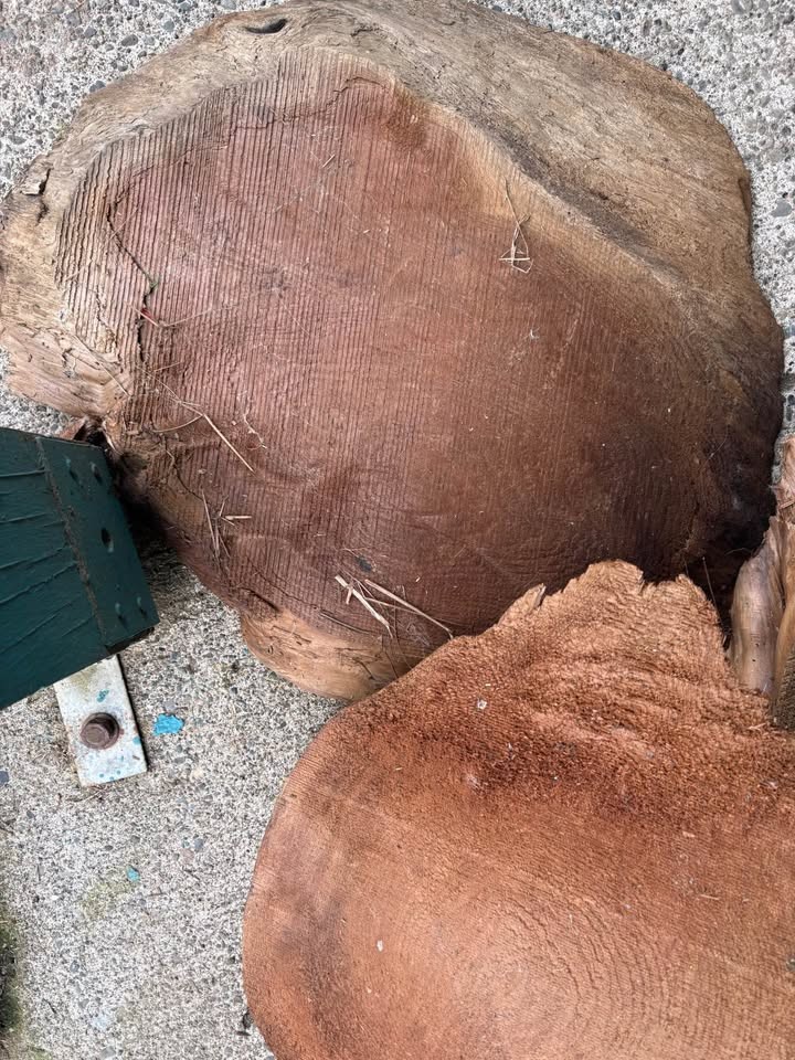 Large Natural Wood Root / Tree Trunk Slab – Rustic Statement Piece – $450 OBO - Image 6