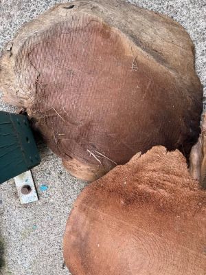 Large Natural Wood Root / Tree Trunk Slab – Rustic Statement Piece – $450 OBO