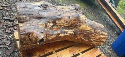 Alder crotch wood spalted figured  huge  beautiful piece !￼