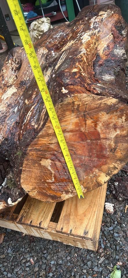 Alder crotch wood spalted figured  huge  beautiful piece !￼ - Image 5