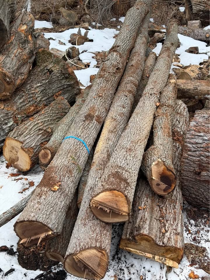 Log For Slabs - Image 9