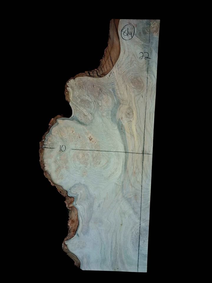 XL INSANELY FIGURED AMBROSIA MAPLE Burl wood Blank, Birdseye Maple Burl, Live Edge Maple, EPOXY WOOD - Image 6