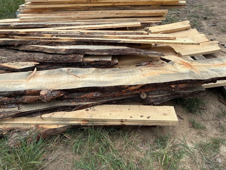 Blue pine - Image 5